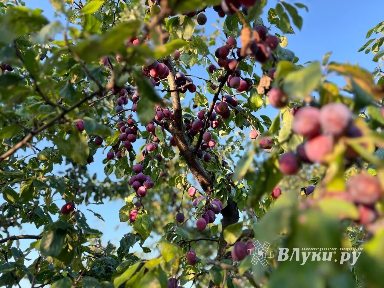 Прогноз погоды на 4 сентября в Великих Луках