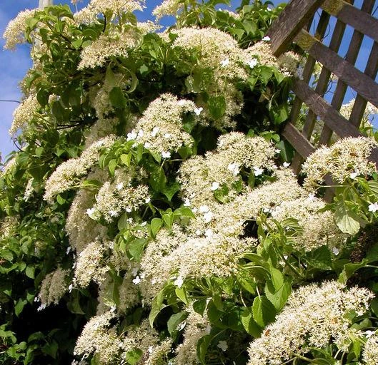 🌿 Гортензия черешковая «Petiolaris» — изысканная лиана для вашего сада! 🌿
Мечтаете о вертикальном 