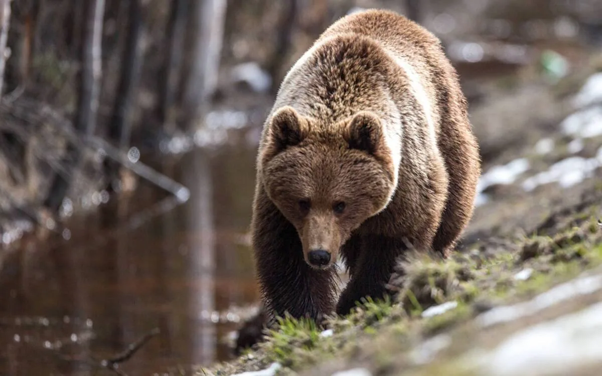 🐻 В Татарстане разрешили охоту на бурых медведей.

В новом сезоне разрешено добыть до 7 особей. Охо