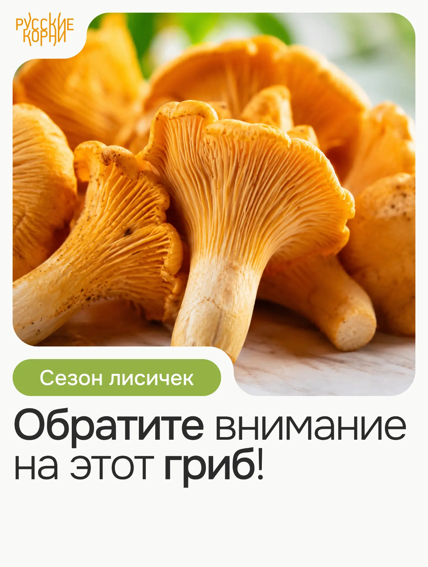 Сезон лисичек!