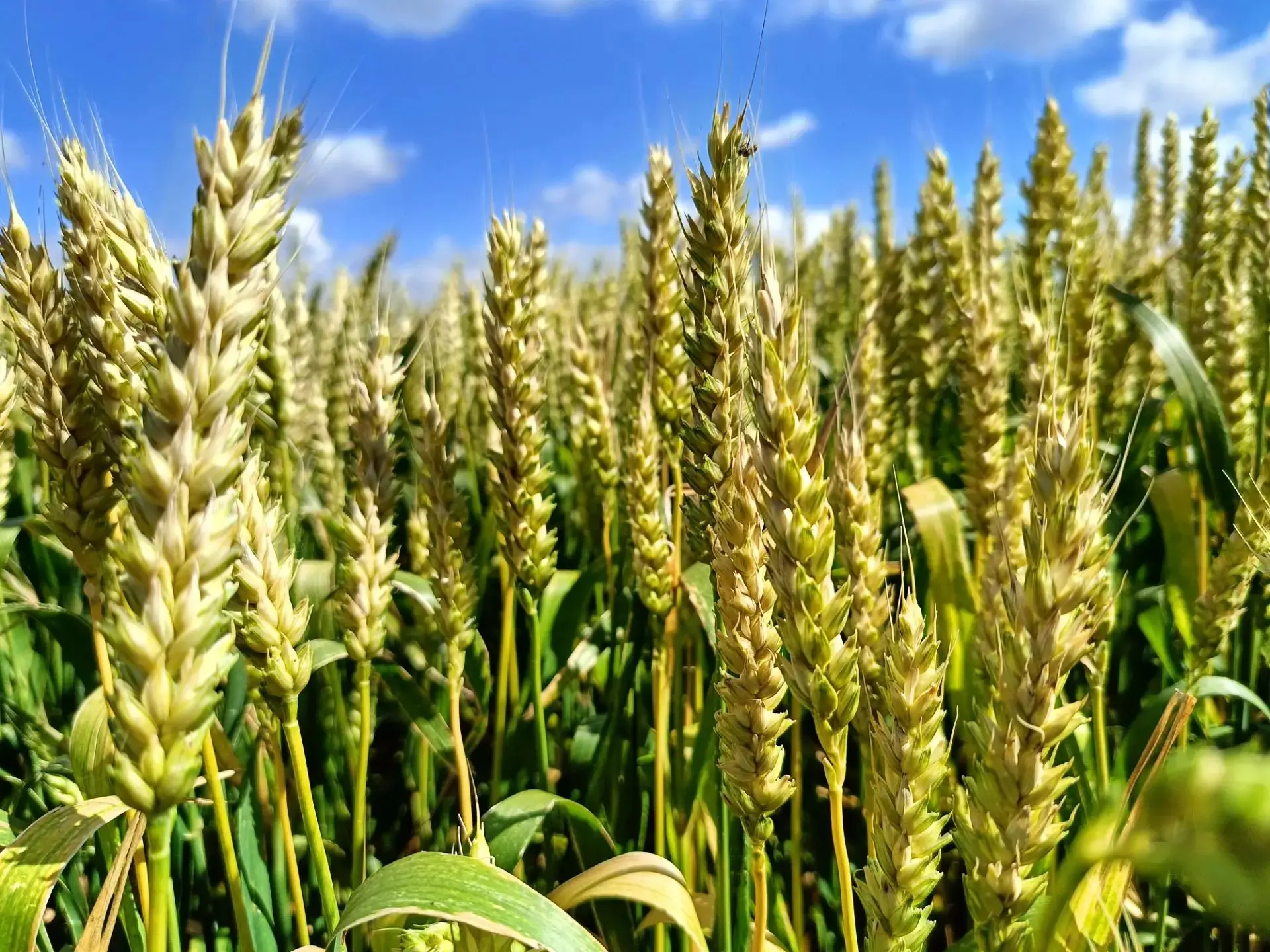 КОВАРНЫЙ ФУЗАРИОЗ КОЛОСА: ПОЧЕМУ ЭТА БОЛЕЗНЬ УНИЧТОЖАЕТ УРОЖАЙ? 🌾
