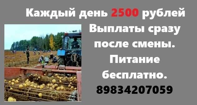 Требуются работники на уборку картофеля на поле, расположенное около Оронгоя, Верхнего ...