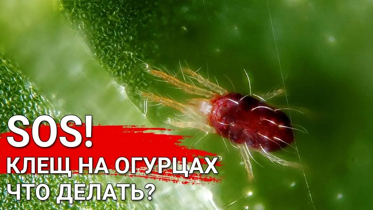 🕷️ ПАУТИННЫЙ КЛЕЩ НА ОГУРЦАХ: экстренная защита без химии!