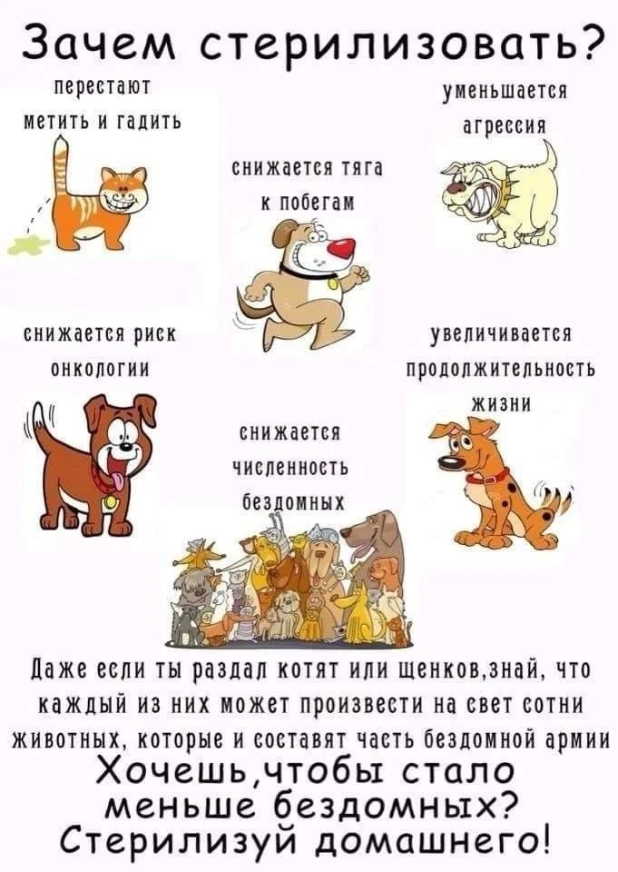 Почему важно стерилизовать домашних питомцев?