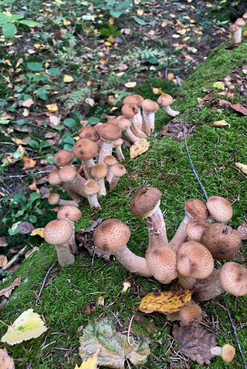 🍄‍🟫🍄‍🟫🍄‍🟫