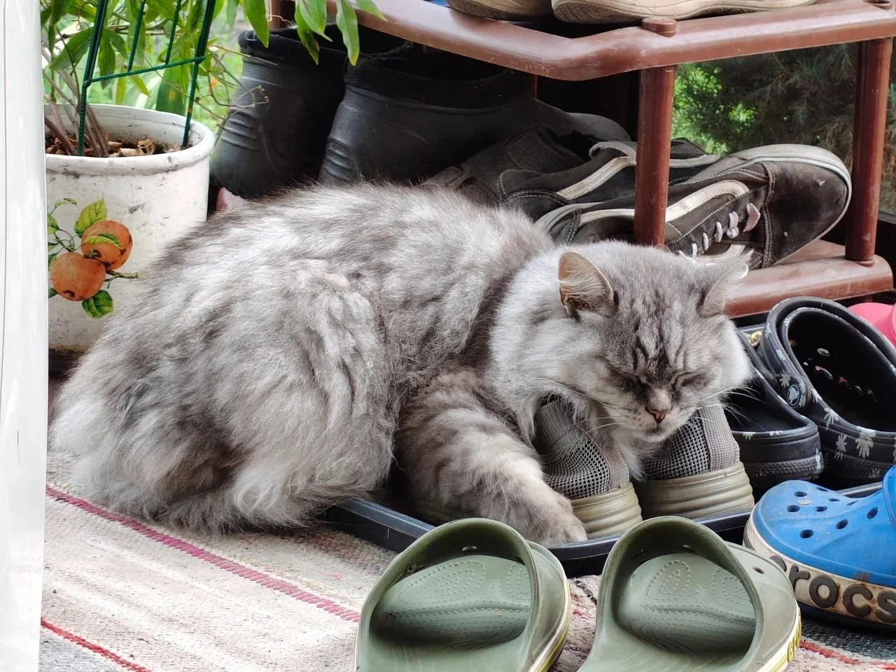 Обувные сны
