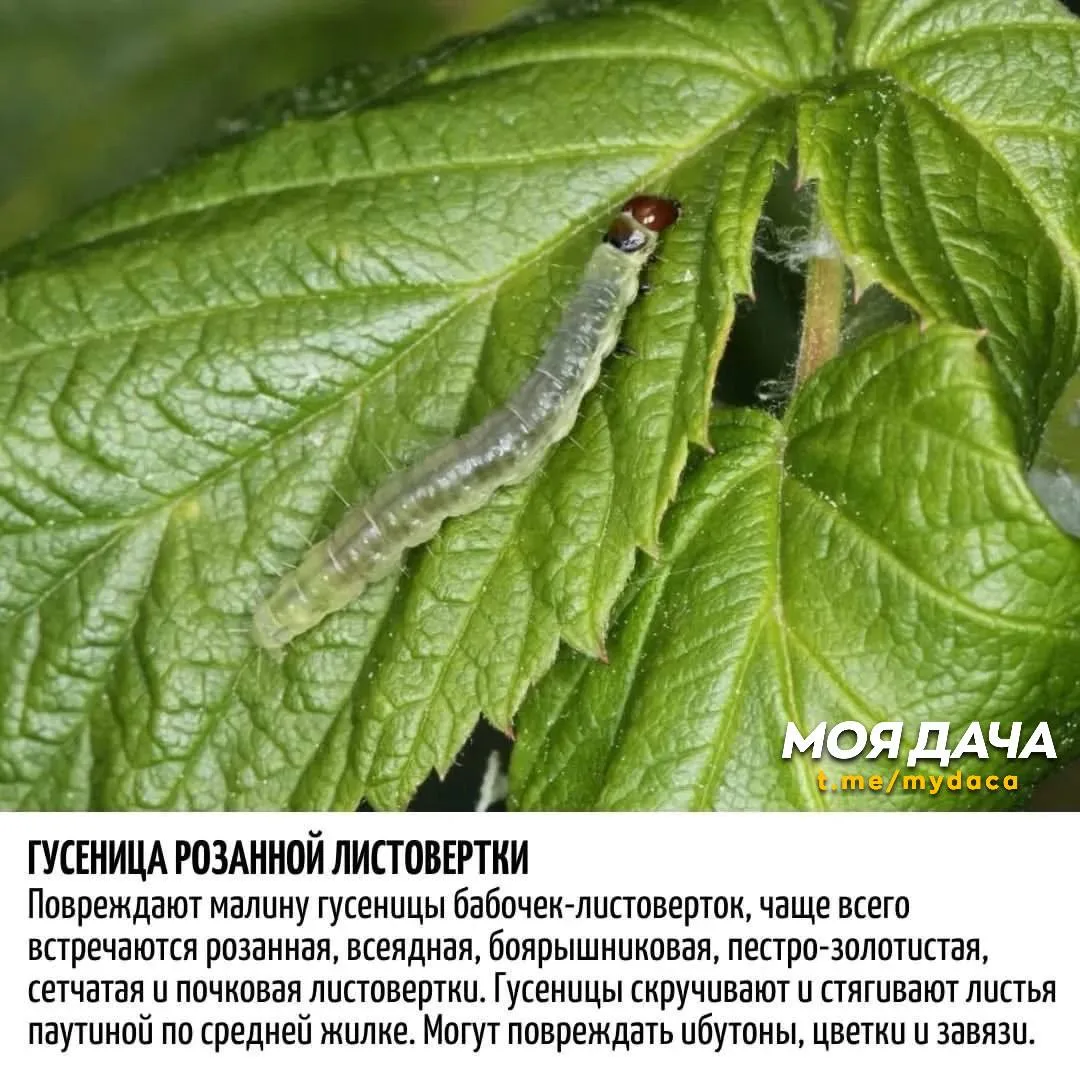 Вредители малины 🍓