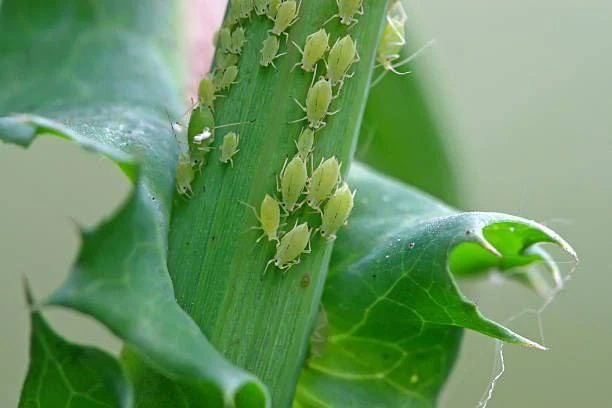 🌿🐜 Прощай, тля!