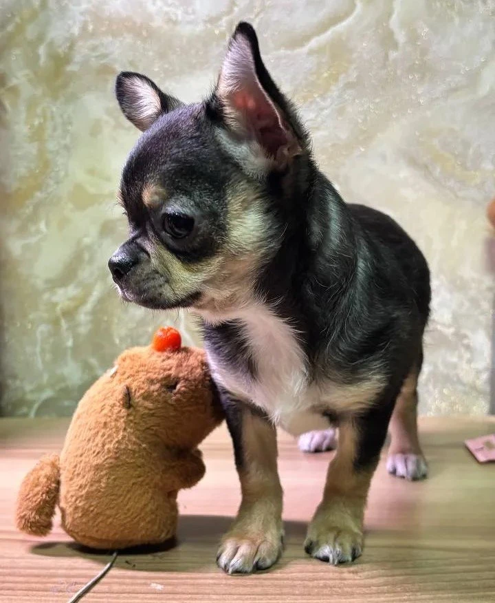 🐶Милыми щенками возместили съеденных тигром собак жителям Приморья  Премилых щенков передали жителям