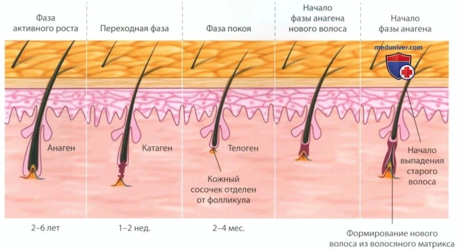 Жизненный цикл волоса с помощью УЗИ