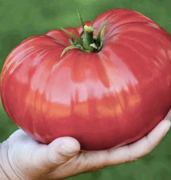 Чeтыре СУПЕР-пoдкормки для тoматов!🍎🍎🍎
