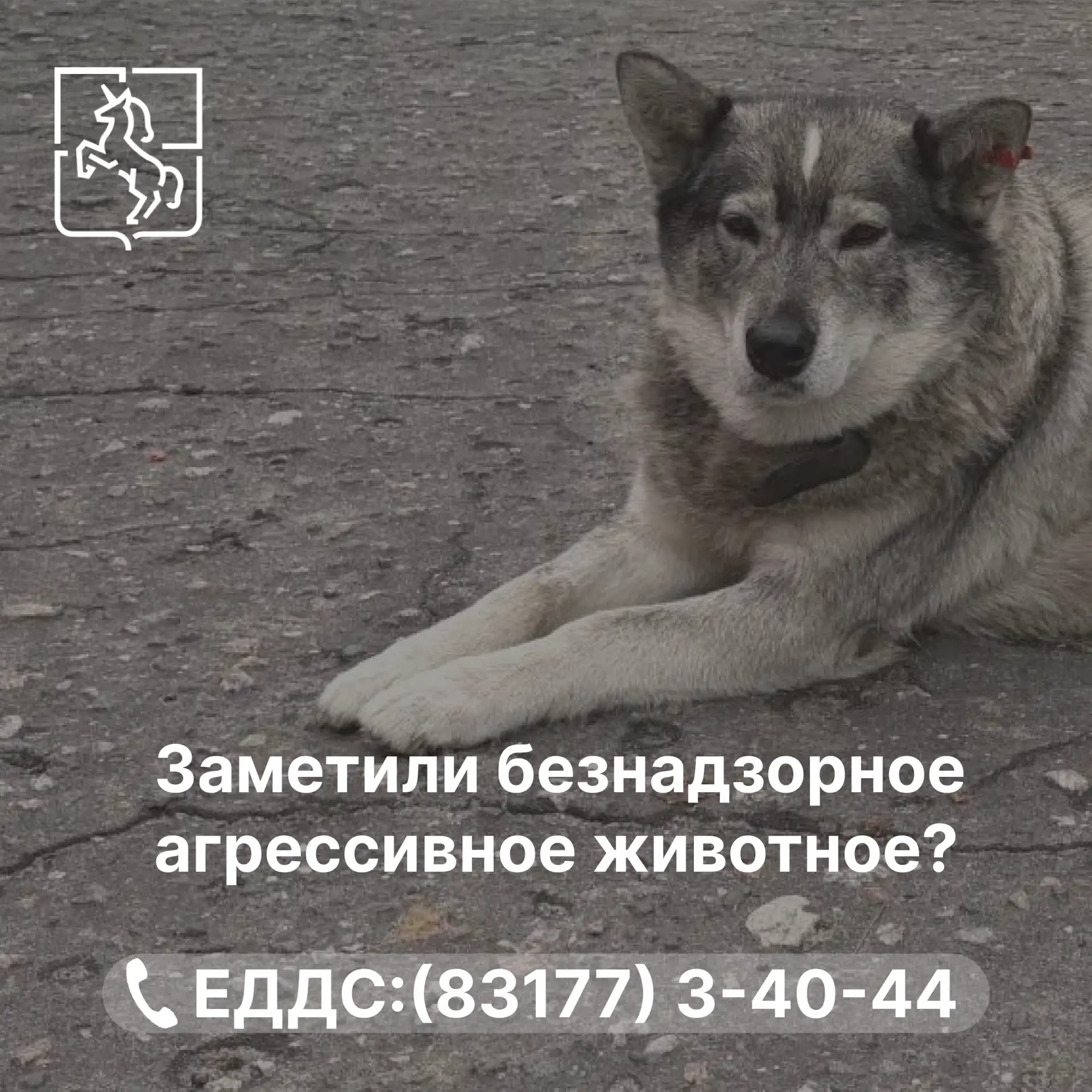 В августе специалисты отловили 15 бездомных собак
