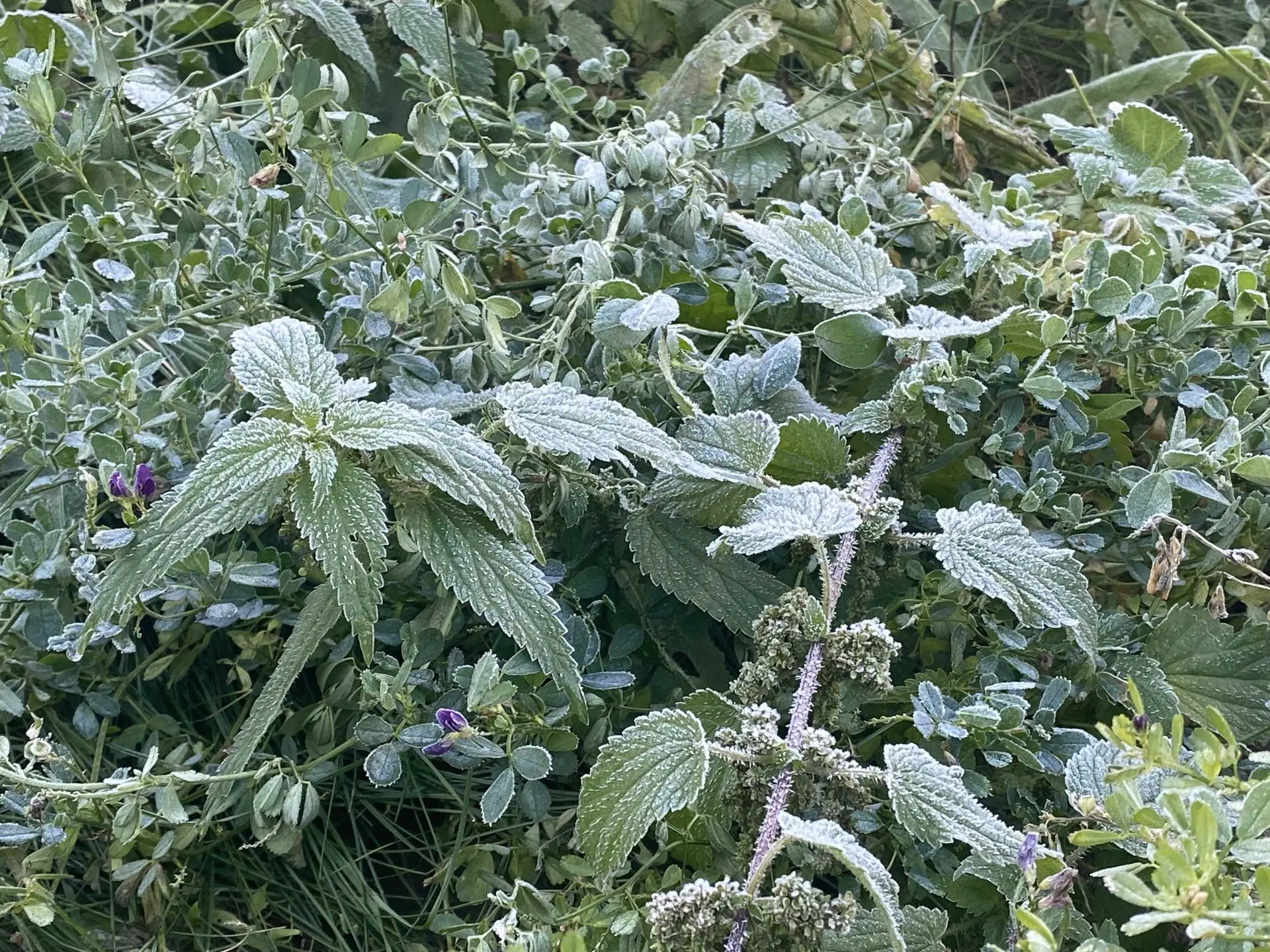 Замёрзли ночью? 🥶