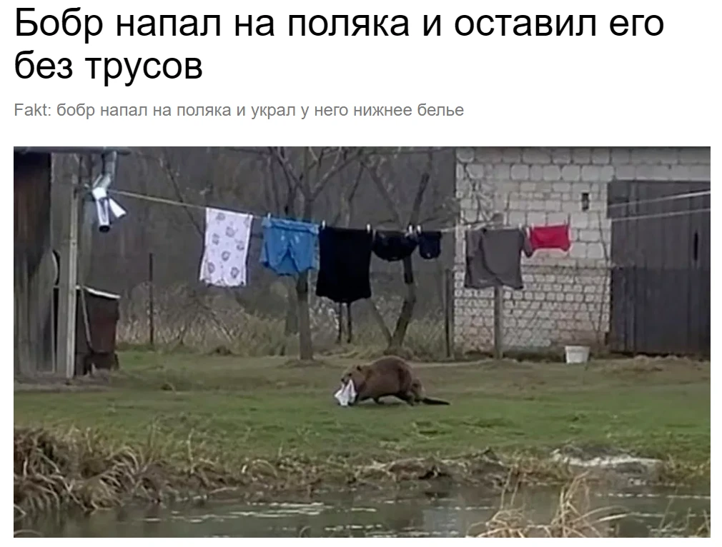 курва