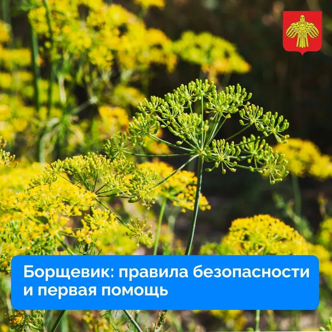 Не дайте борщевику испортить ваше лето: правила безопасности.

Борщевик — это не просто сорняк, а се