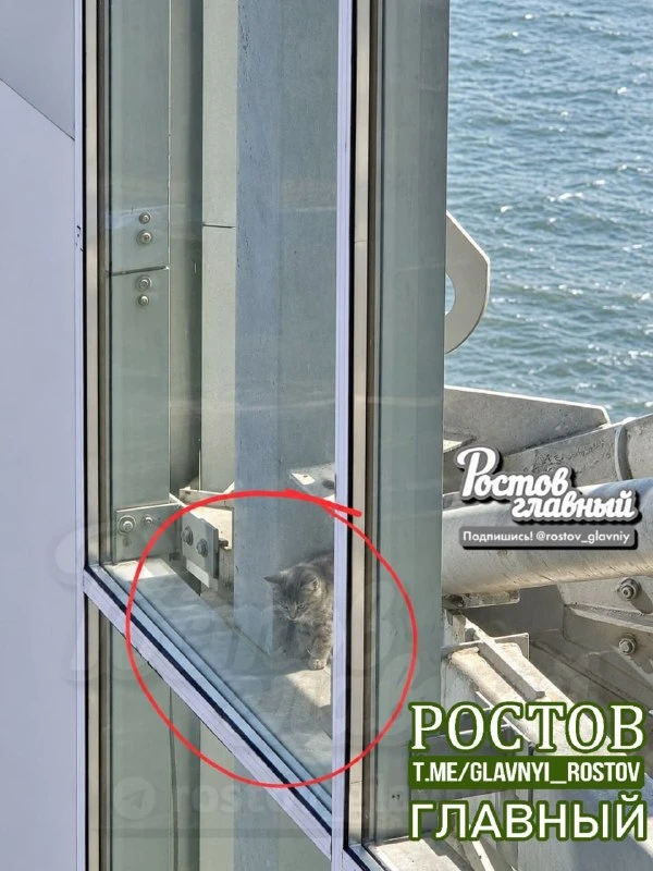 🐱 На Ворошиловском мосту в шахте лифта заметили котёнка