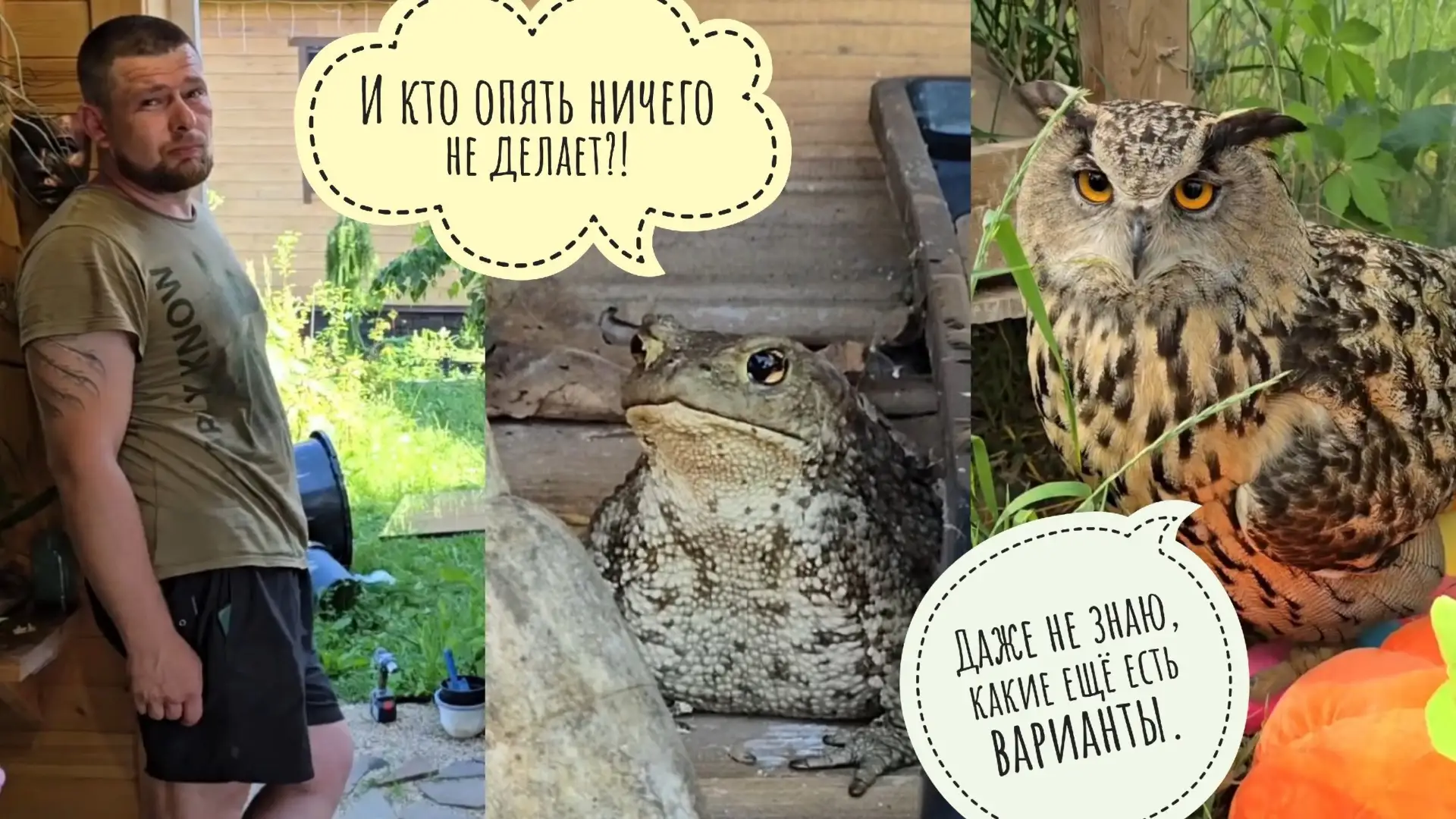 У сыча Лучика в цветочне перестройка! Жаба Наська временно переехала. Сова Ёль ютится на подушеньке
