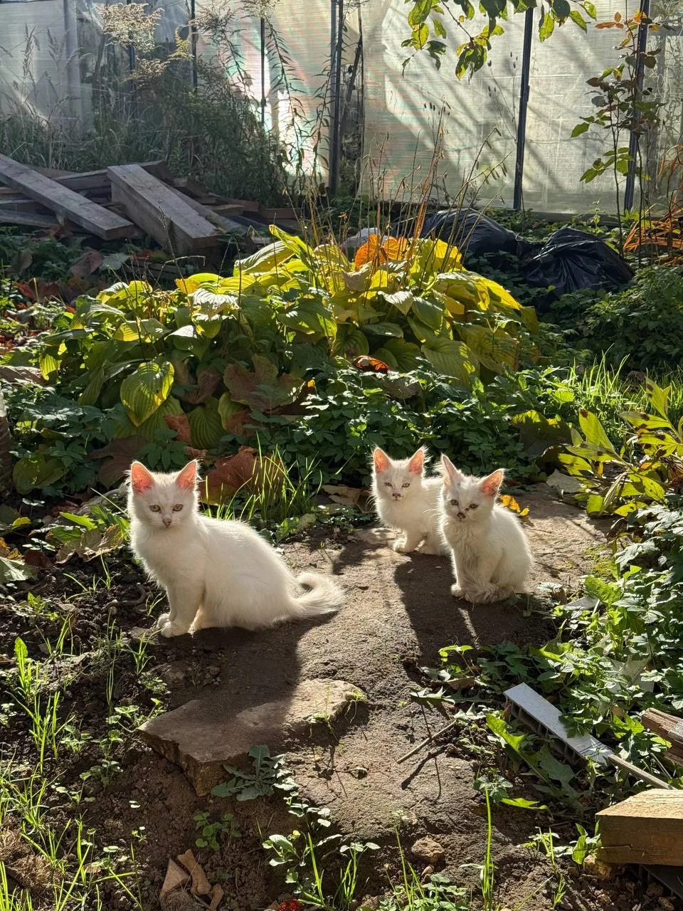 Белые нежнейшие котята ищут своих любящих мам и пап 😍