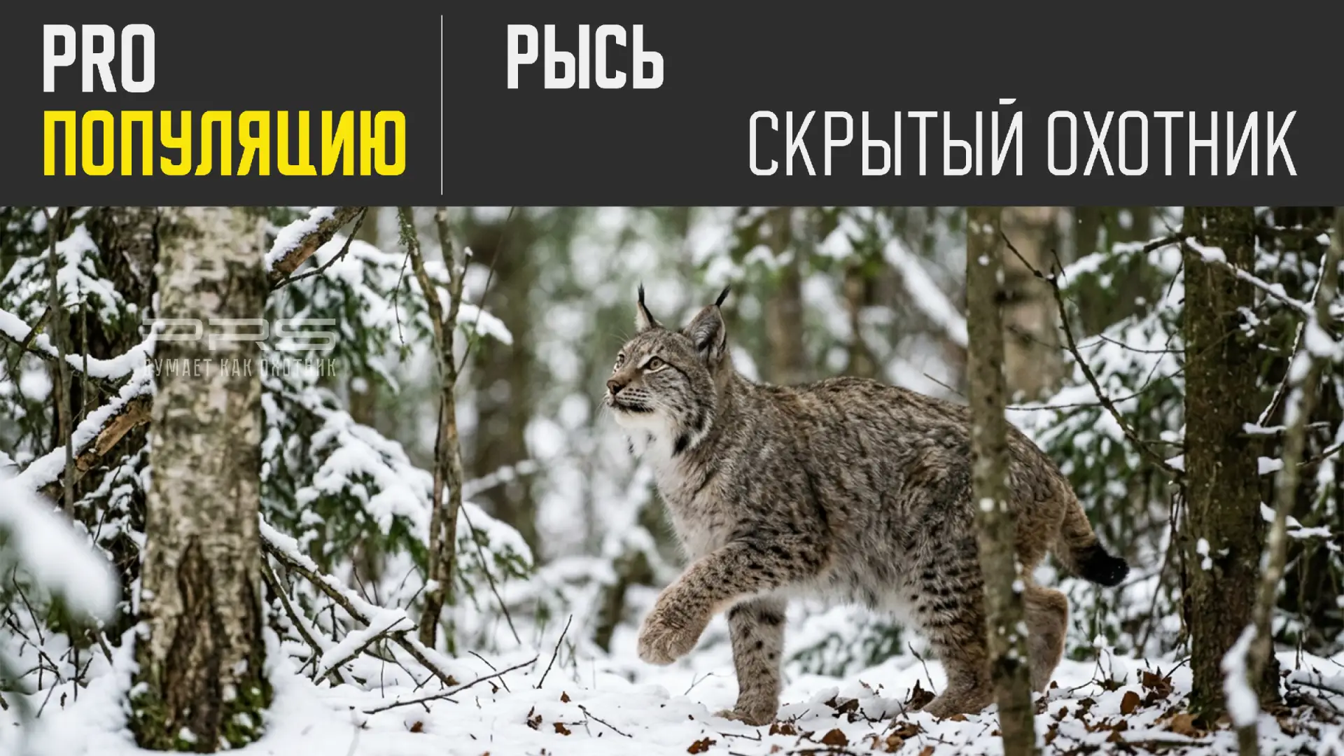 🐈 Рысь: скрытный охотник тайги