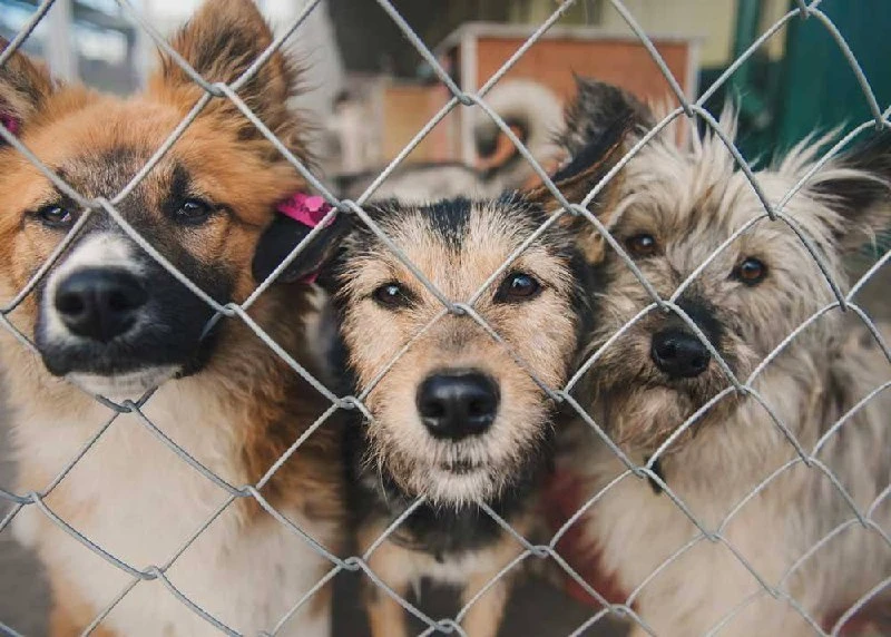 🐾 В Краснодаре планируют построить второй муниципальный приют для бездомных животных.
