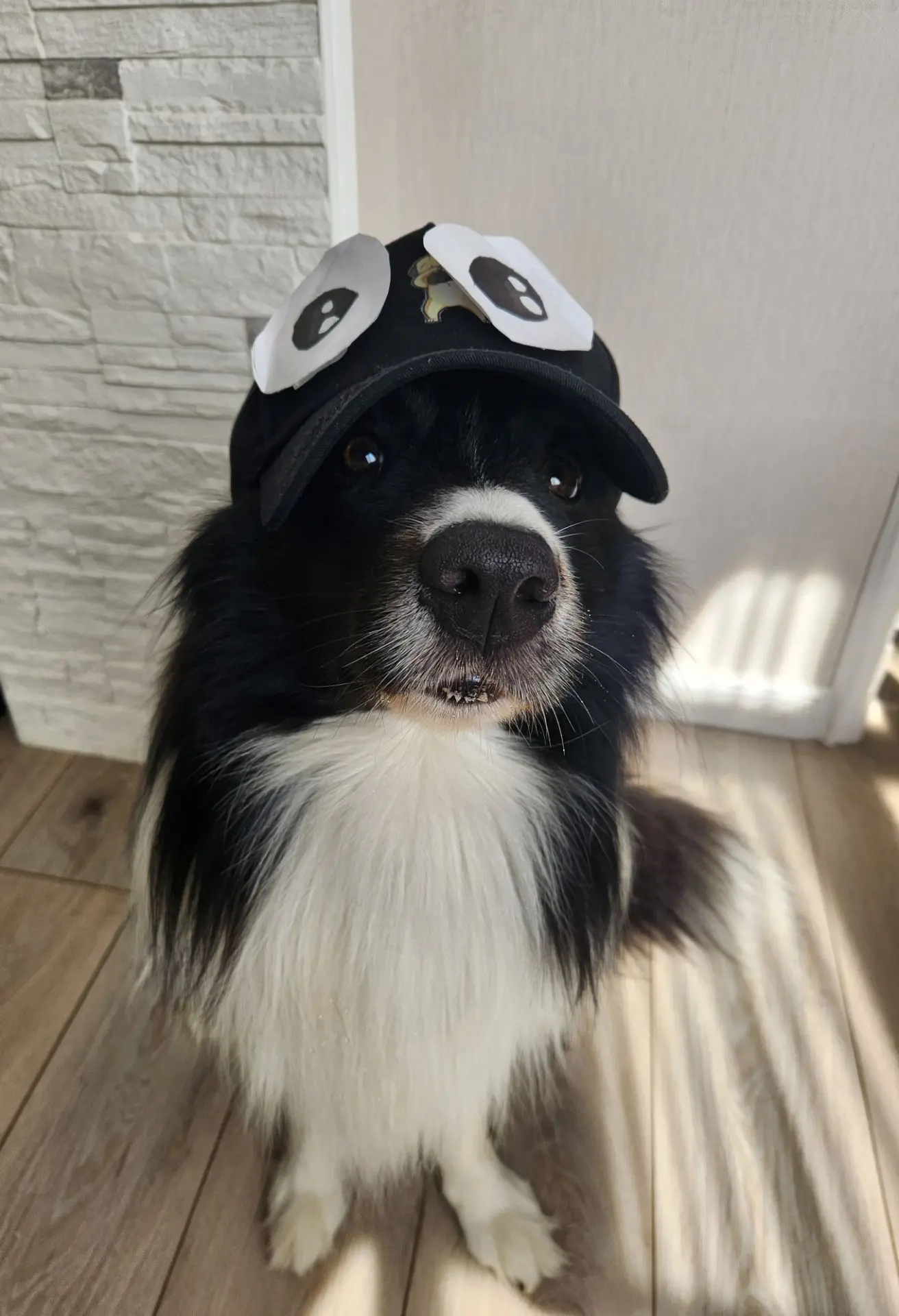 🐾 ЛАРРИ ДОЖДАЛСЯ! 🎉