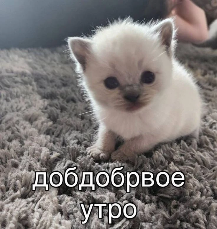 Всем доброе утро, мои зайки❤️
