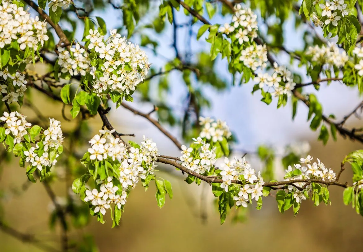 🌸Наш цветущий Яблоневый сквер. Всем отличного дня!   https://t.me/vdv_volkov_chat