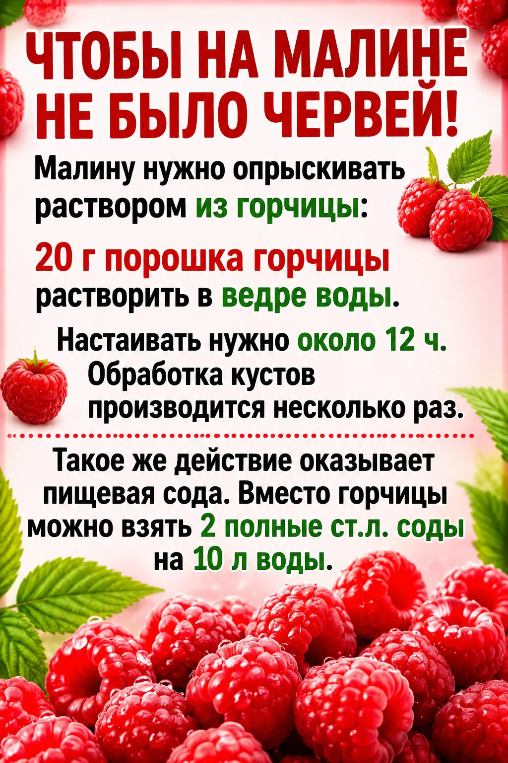 Уже много лет защищаю малину этим простым способом