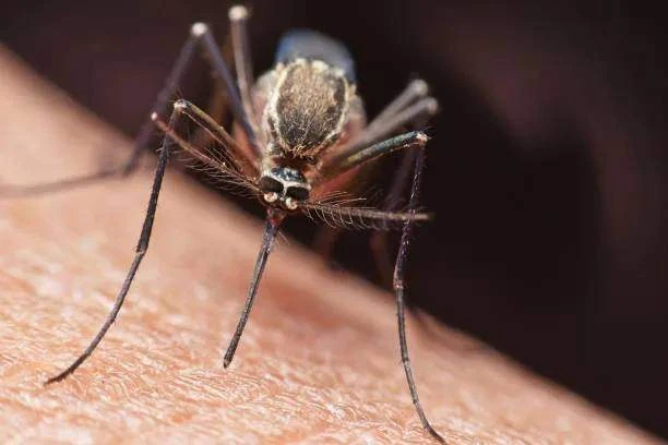 😱 В Волгоградской области втрое выросла заболеваемость лихорадкой Западного Нила