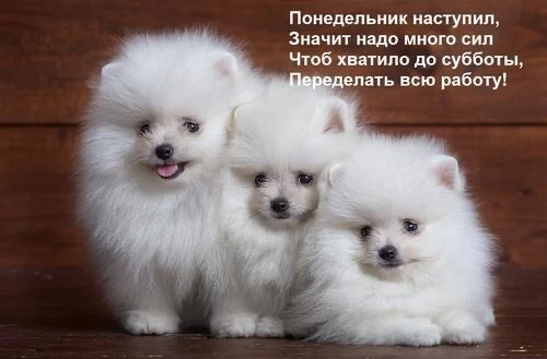 Список качественных каналов в МАХ | Подпишись!❤️