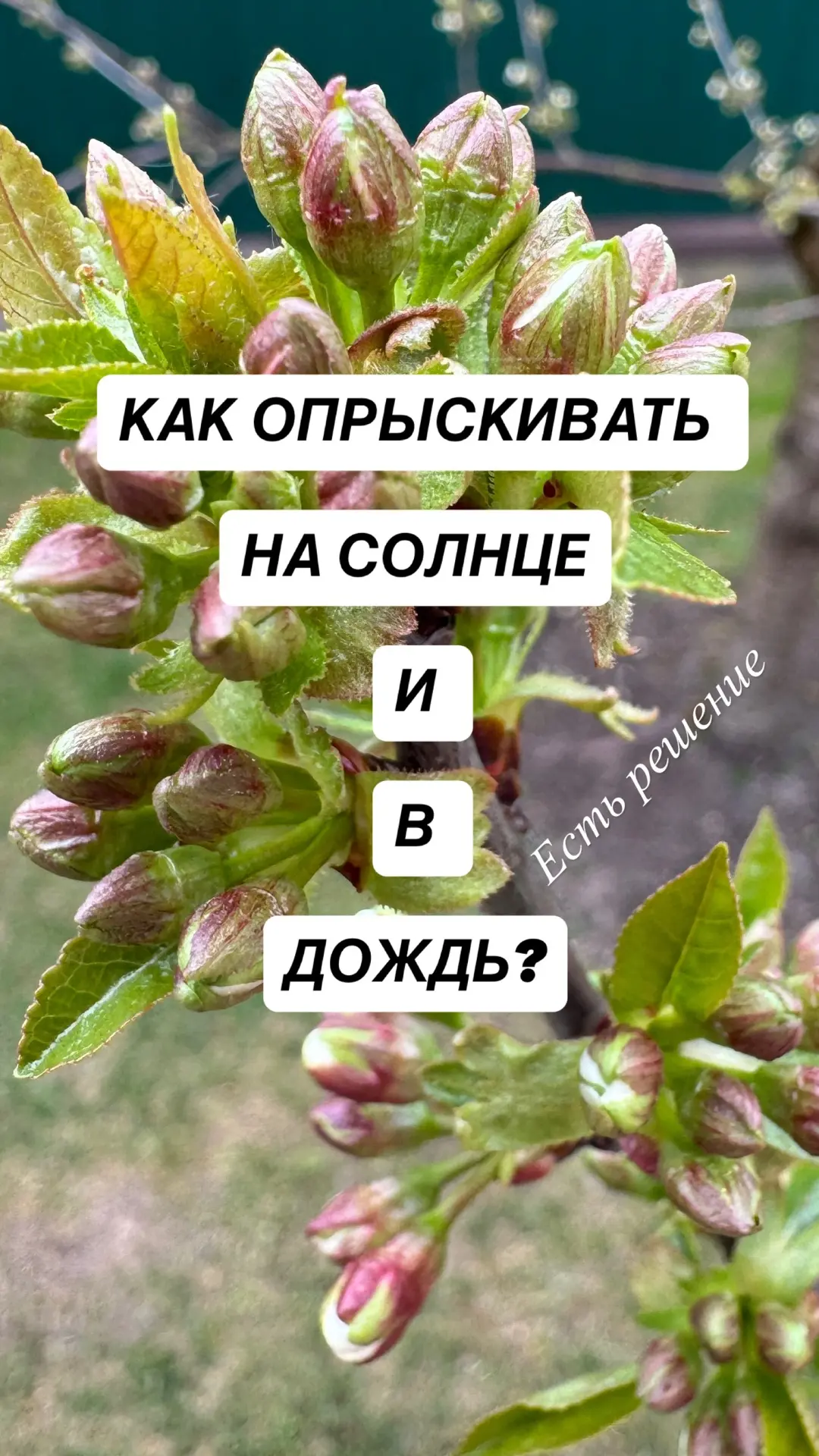 Как опрыскивать на солнце или в дождь? Лайфхак  Когда мы летом приезжаем на участок, уже минимум 8 у