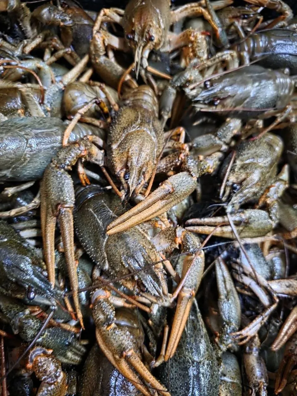 ПОСТУПЛЕНИЕ ЖИВЫХ РАКОВ: 18.09 🦞