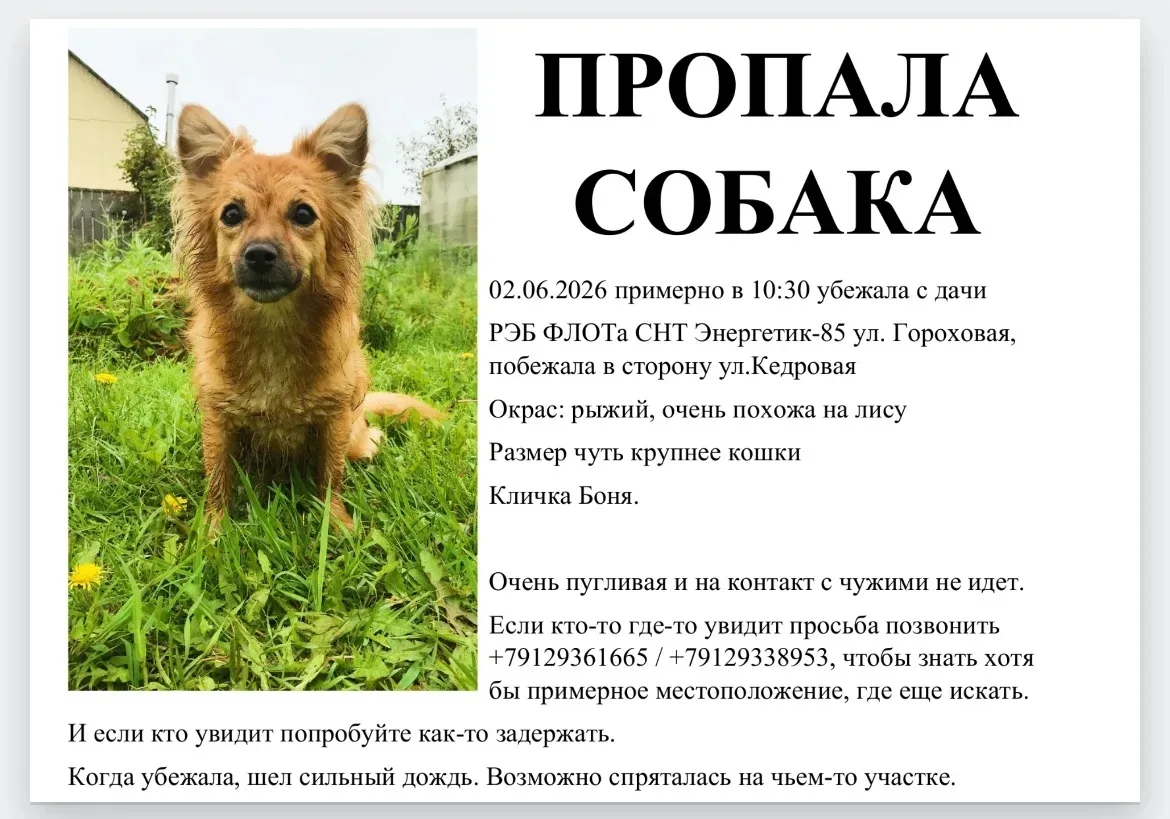 ВНИМАНИЕ! РОЗЫСК! 
https://vk.ru/wall-29902752_1535357