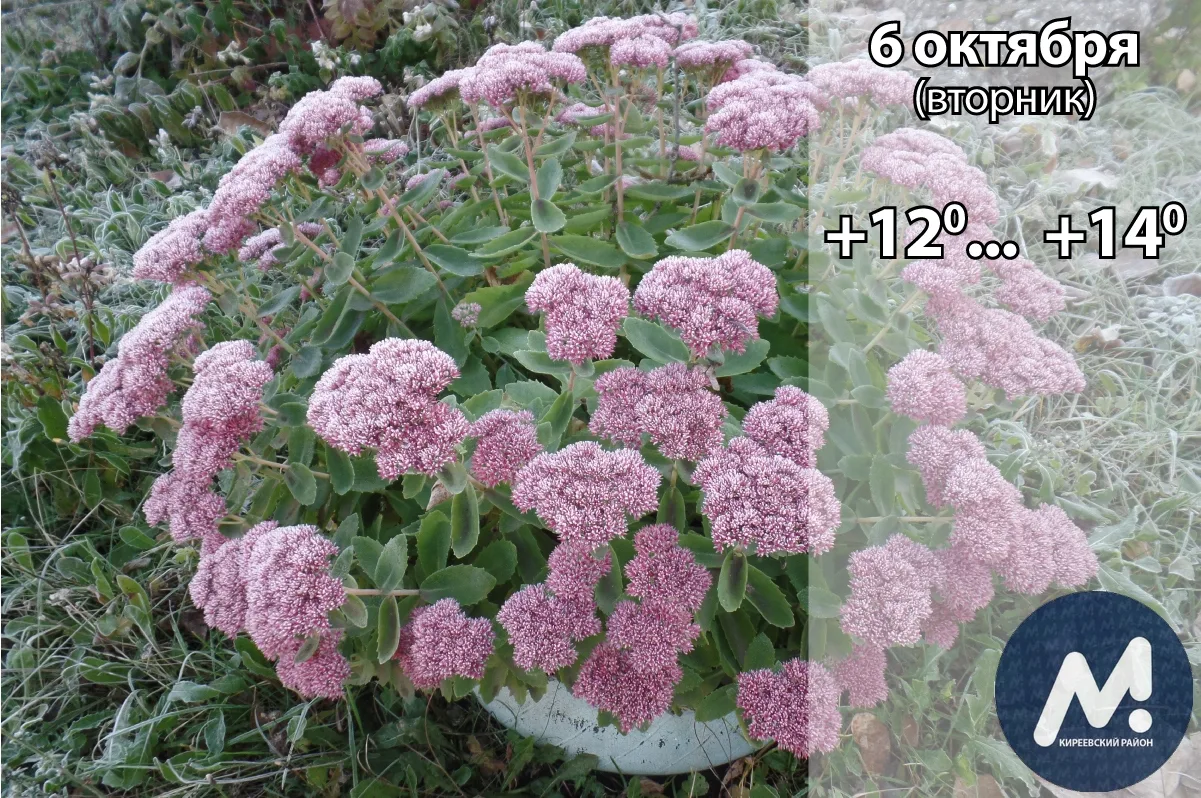 🌧️ 6 октября: погода в Киреевском районе и народные приметы дня​