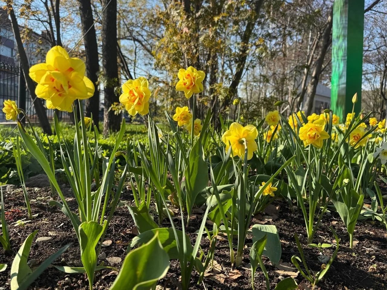 Лучики радости и добра 🌼  Только взгляните на эти чудесные нарциссы – они словно тёплое майское солн