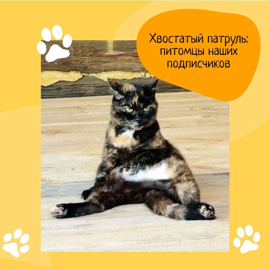 📸 Хвостатый патруль: Серьезная дама Марго!