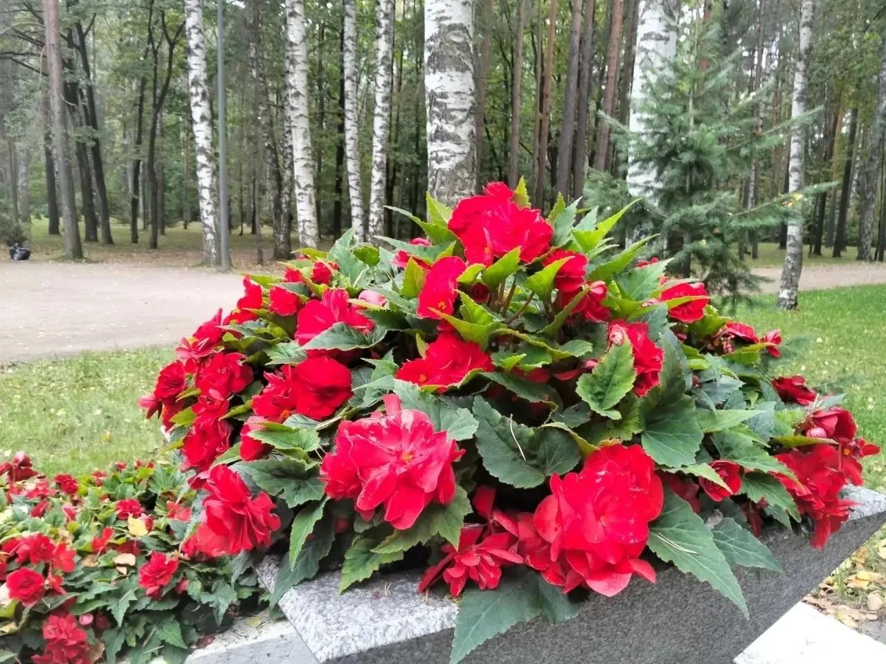 Осенний акцент: Клубневая бегония 🍁❤️