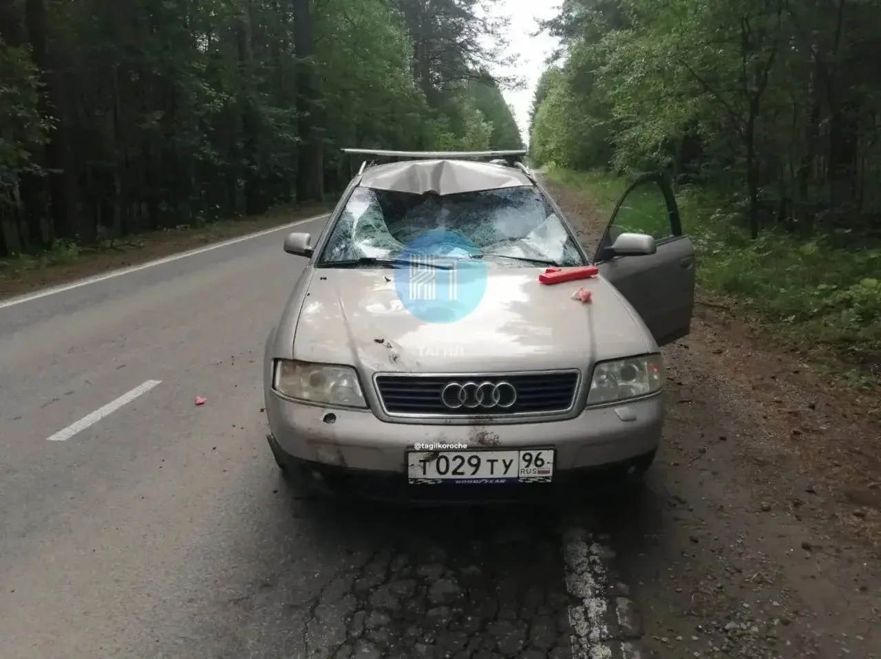 На Исинском тракте произошло ДТП: Audi влетела в лося, выбежавшего на дорогу.