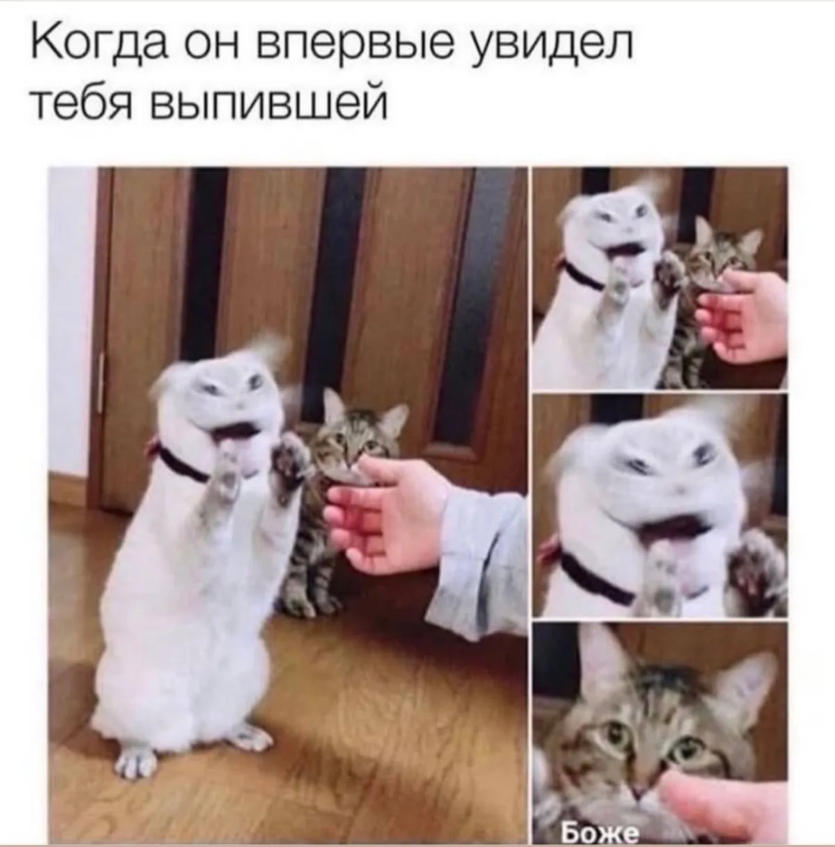 Любопытный Паганель в ТГ | В MAX