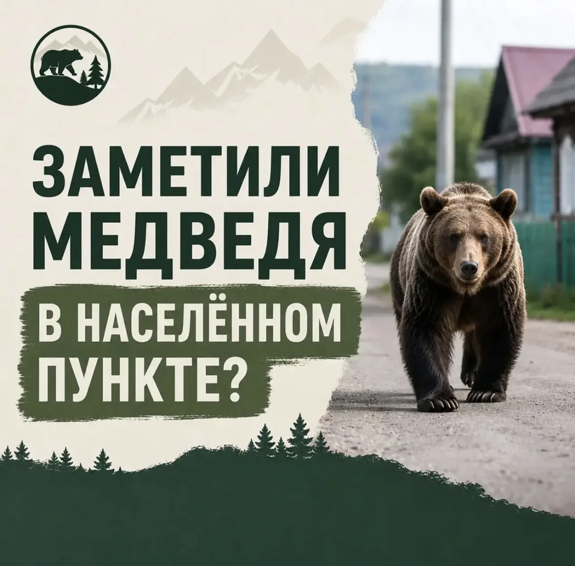 Если вы заметили медведей в населённых пунктах или рядом с жилыми массивами, соблюдайте...