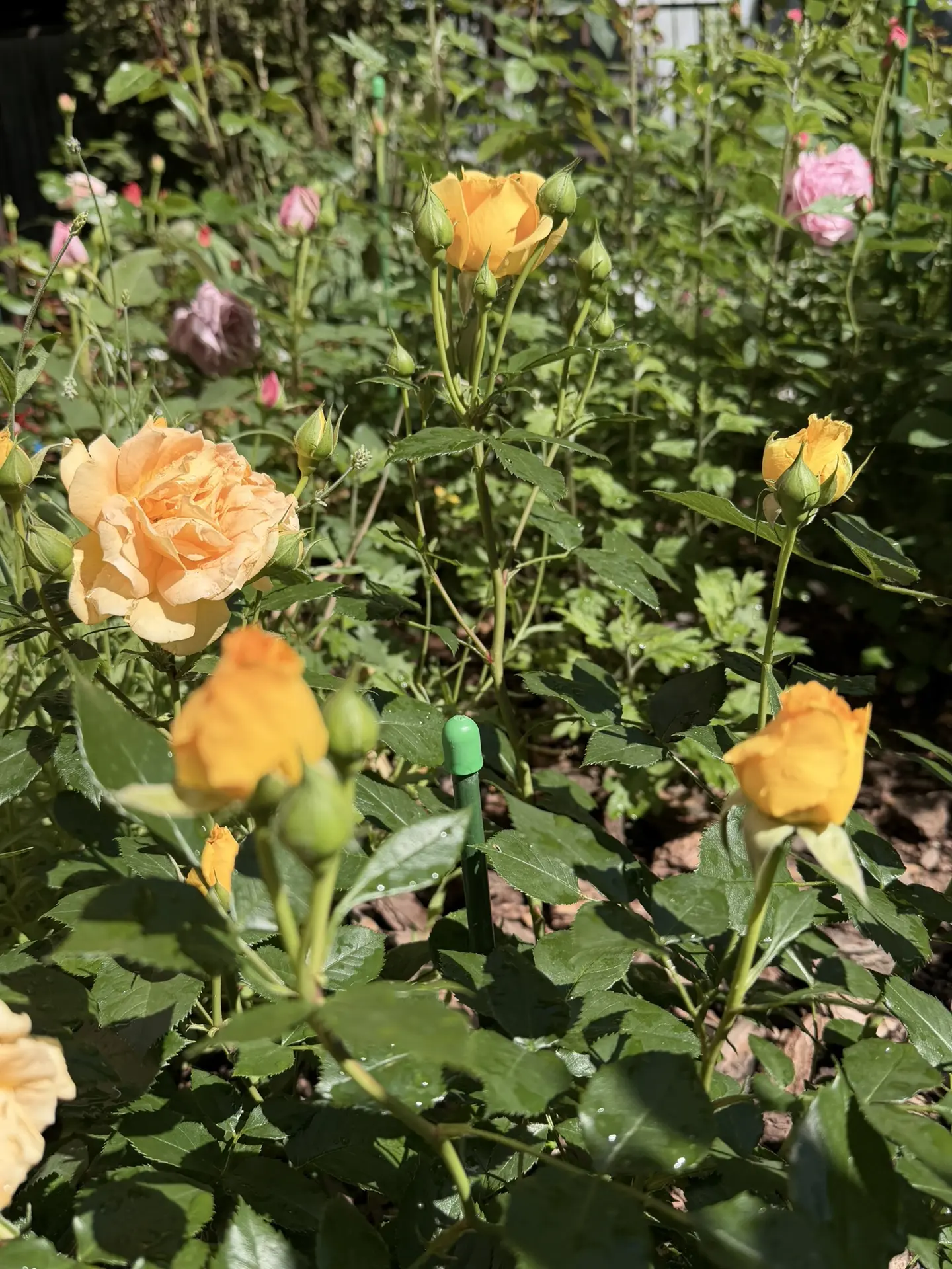 Немного красоты вам в ленту❤️ Розы мои активно цветут😍