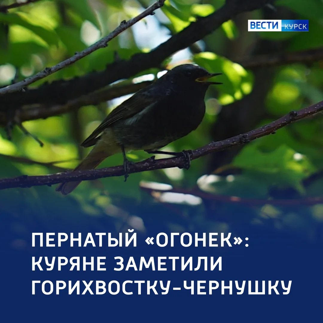 🔥 «Гори, гори ясно!»: пернатое пламя — в объективе курян 

🔺 В Курской области заметили семью гори