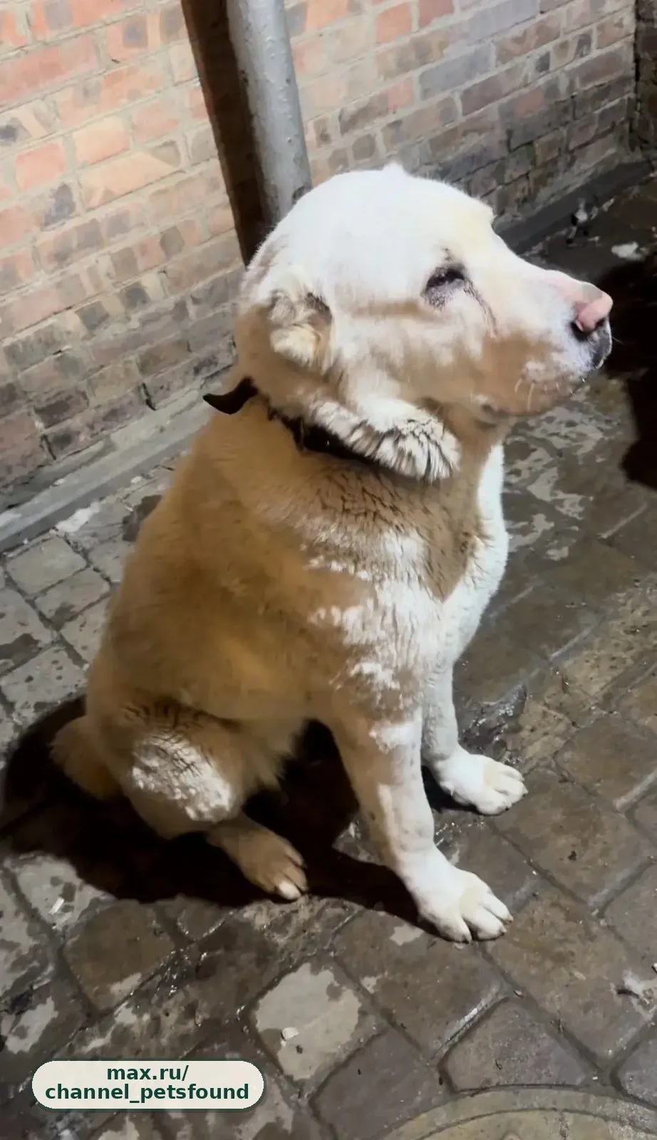 🐾 Пропал питомец — Ростов-на-Дону