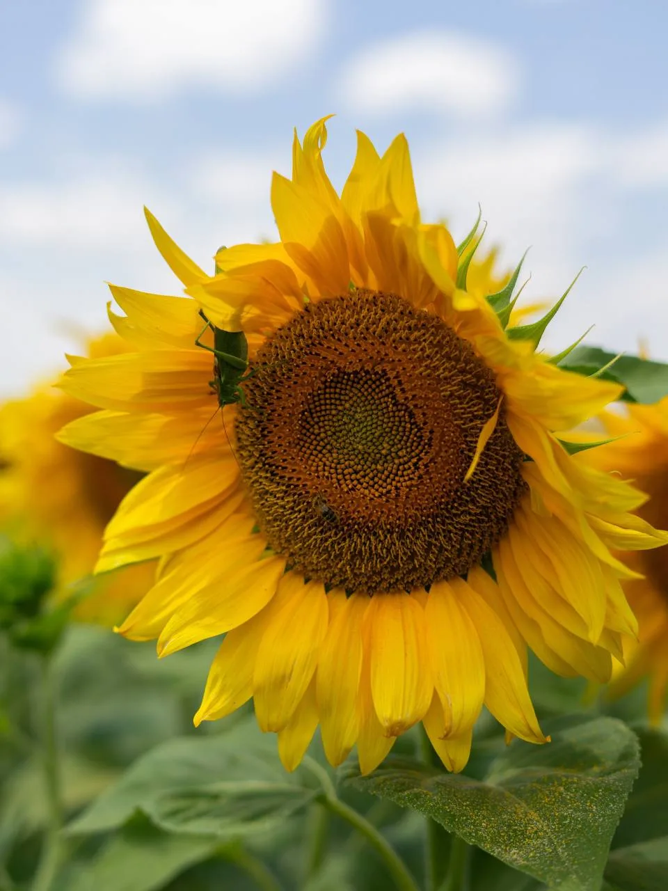 🌻 Подсолнухи. Удивительный цветок, который всегда следит за солнцем - символ тепла, радости, оптими