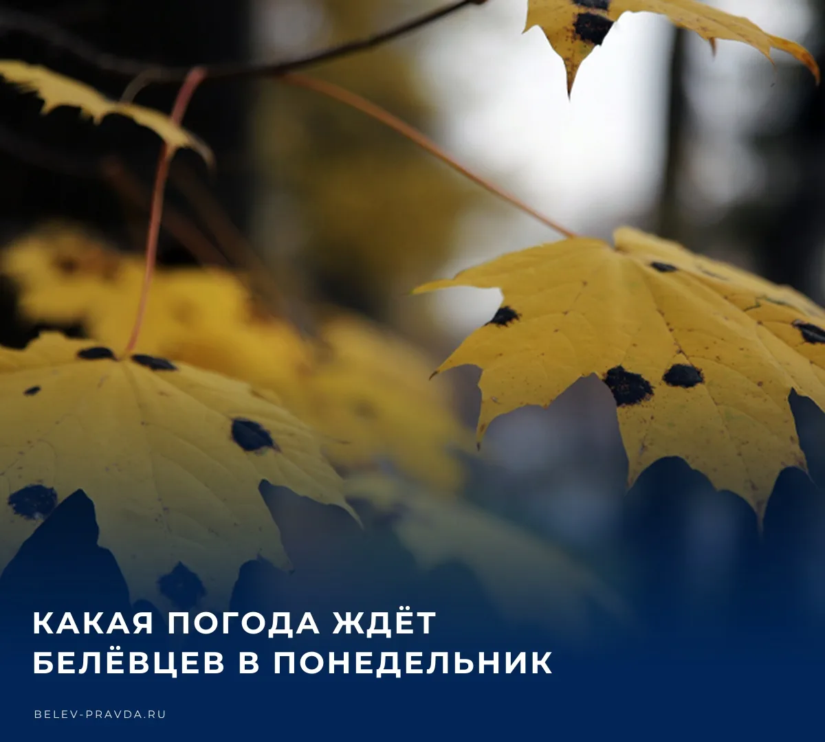 ☁️ Бодрое утро, Белёв! Сегодня в нашем городе по прогнозам синоптиков в течение всего д...