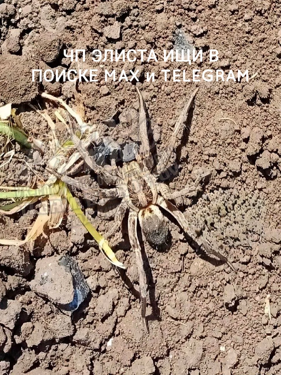 Изображение 1 к публикации «Чп Элиста / Калмыкия новости»