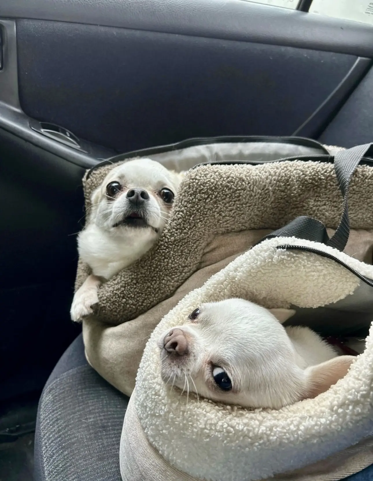 🐾 🤪😂