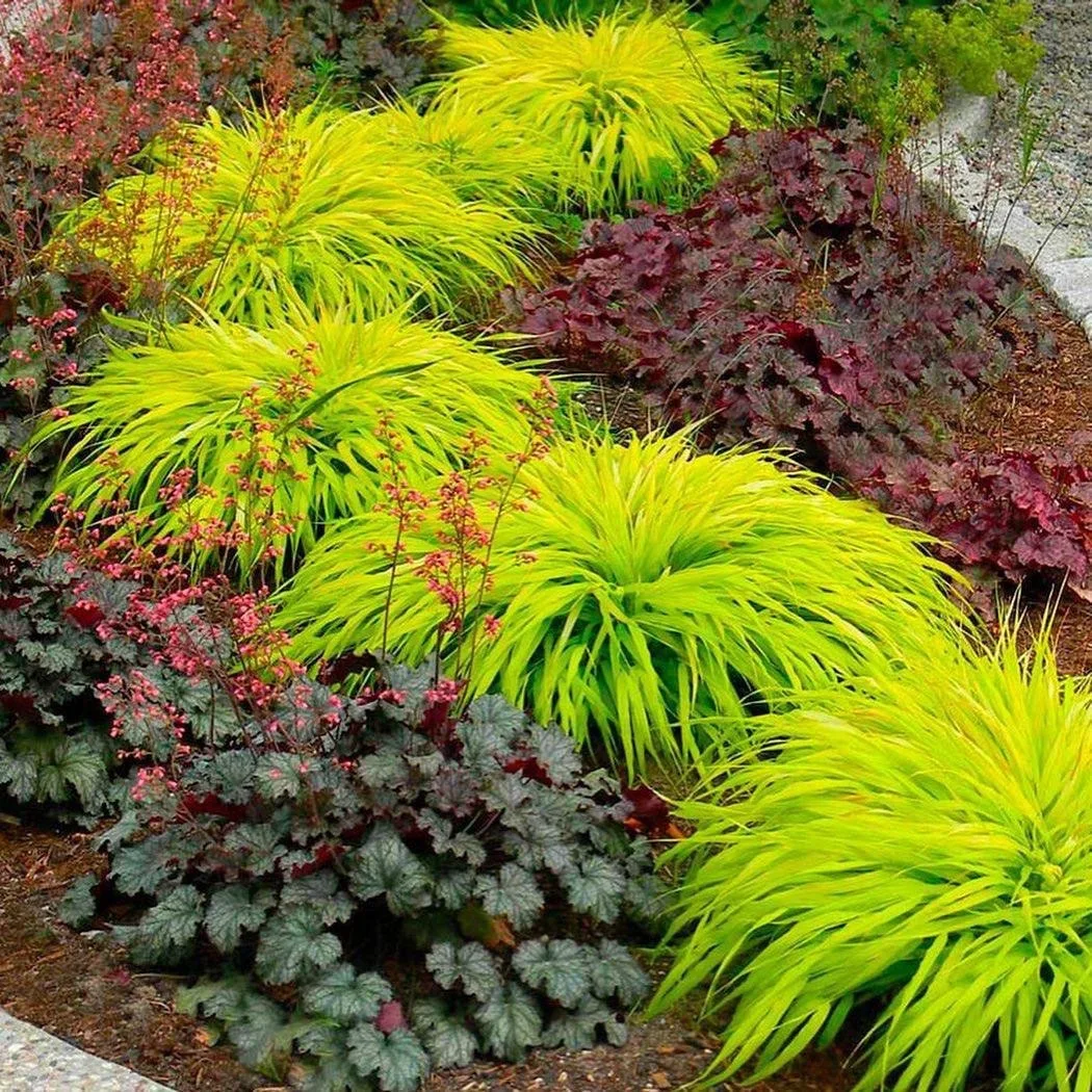 Хаконехлоя – это яркий представитель семейства Мятликовые (Poaceae), который может испо...
