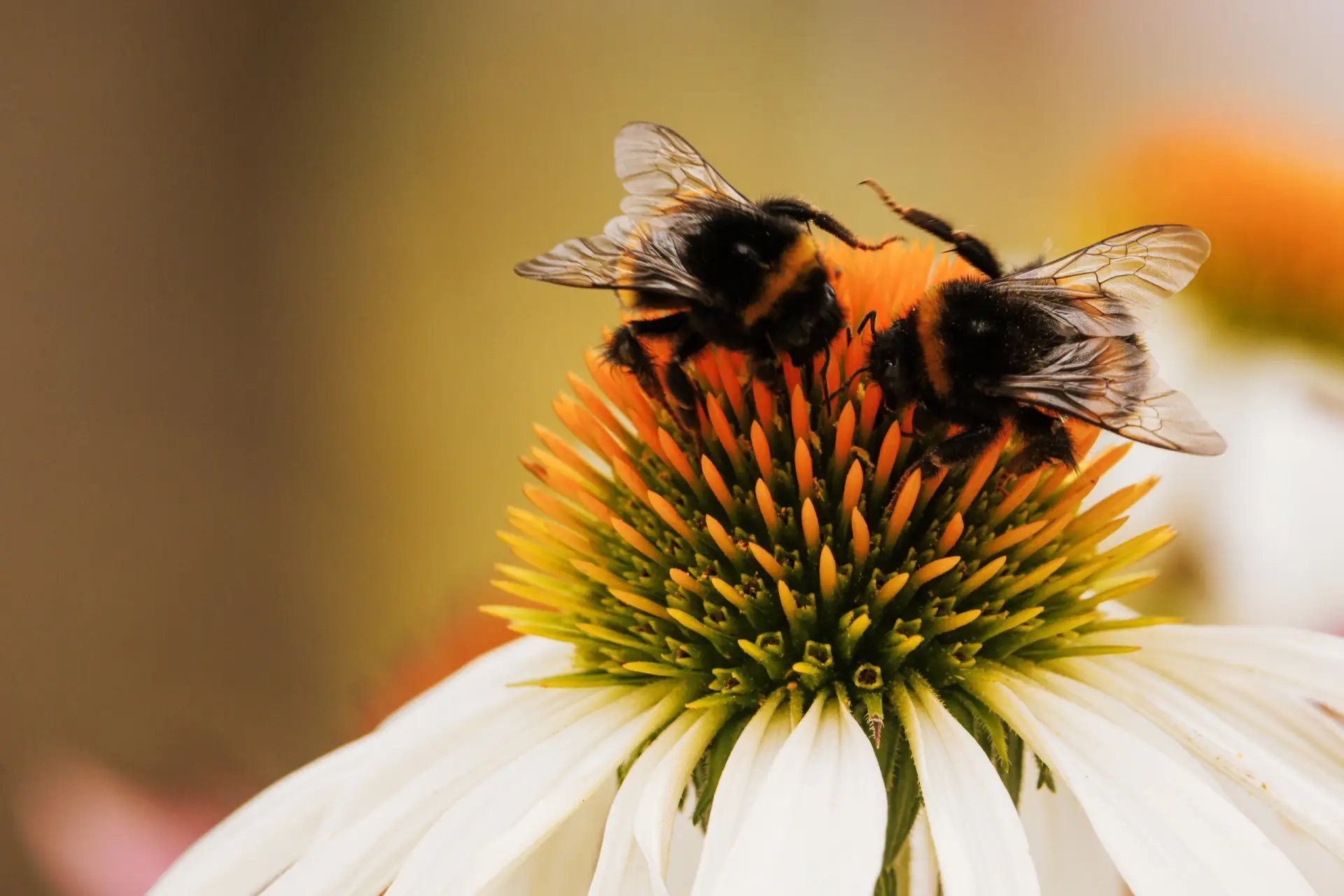 🐝 Поймали лето в кадре!