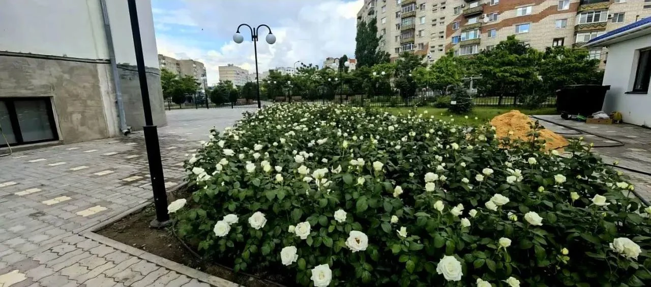 🌷В сквере у храма на Намыве зацвели розы